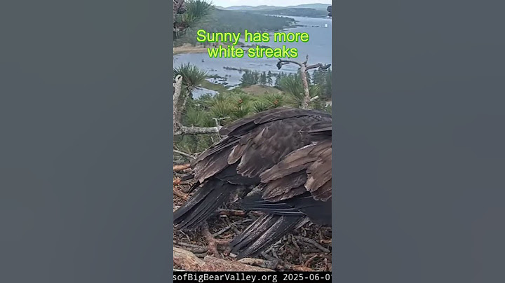 Sunny, Gizmo tail comparison | 6.01.25 #eagle #wildlife #birds #baldeagle #eaglets #shorts