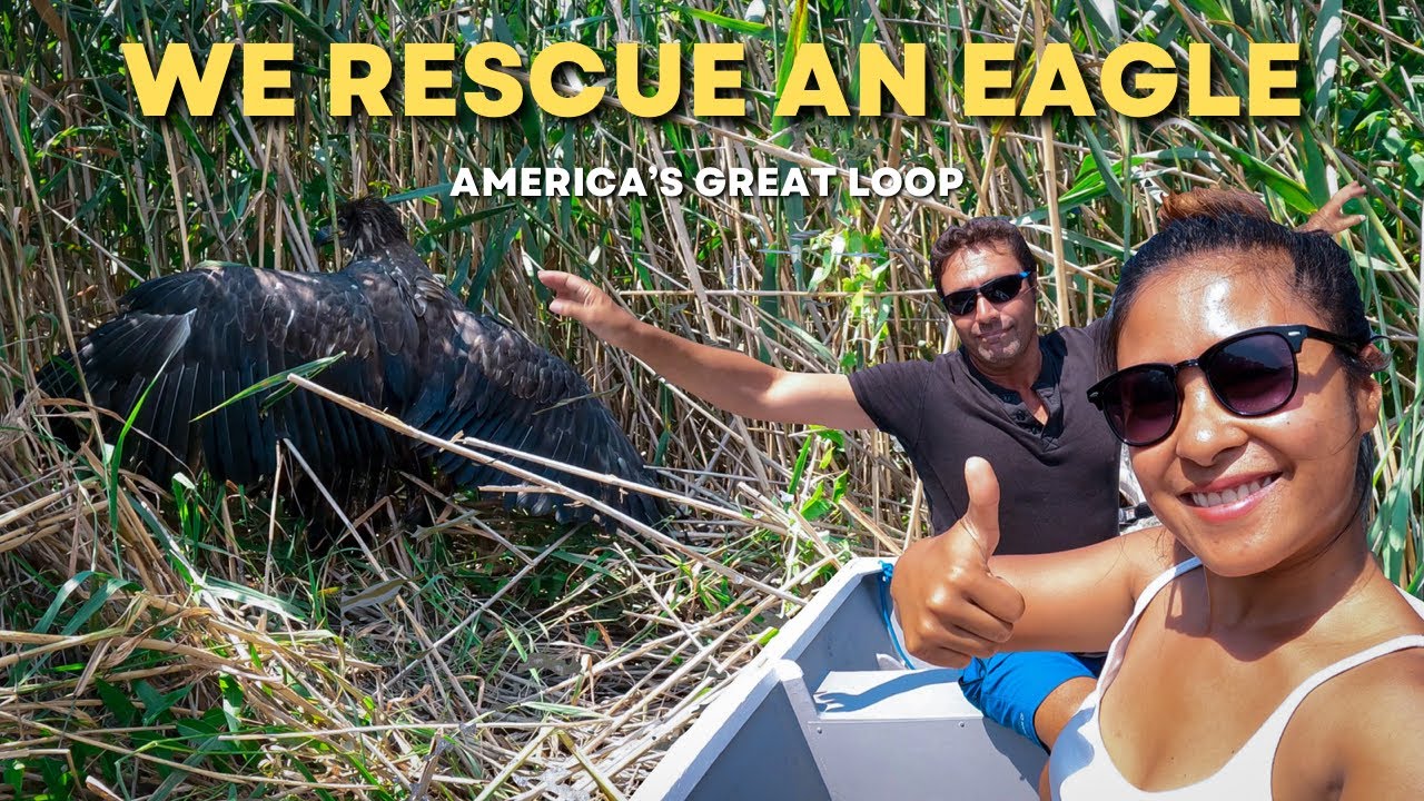 WE RESCUE AN EAGLE from certain death - Great Loop #10 - Sailing Life on Jupiter EP89