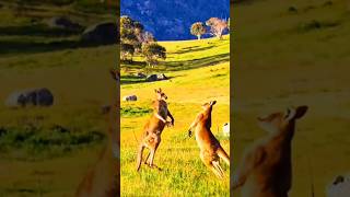 Cangurus lutam enquanto caçadores observam #shorts #wildlife #animals