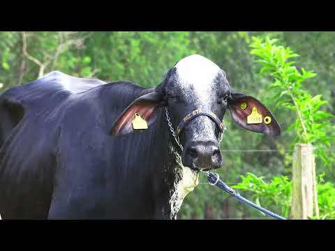 LOTE 19   LARA FIV DOMINGUEZ SANTA LUZIA – 0019CL