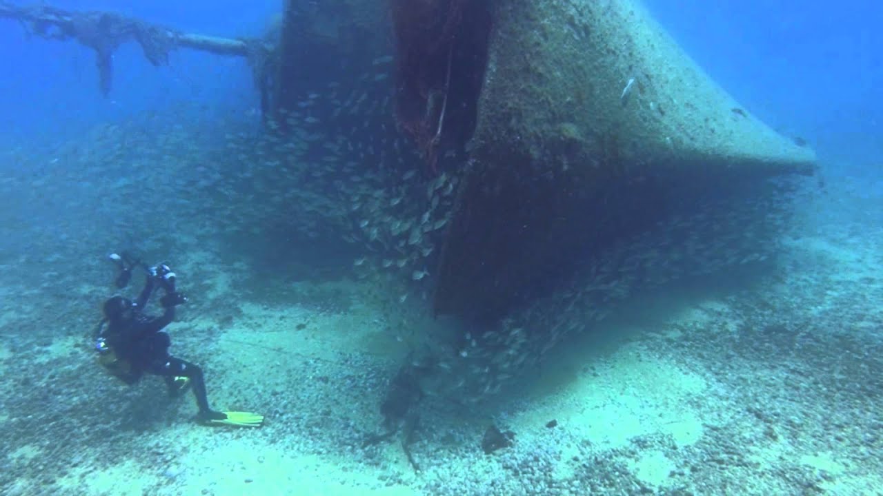 Roncadores en el Pecio del Francés. Baja de Gando. Gran Canaria