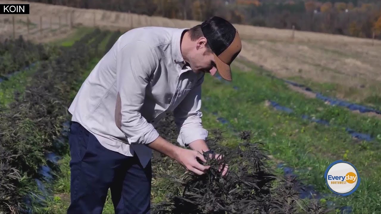 Farmers Add Cannabis To Apple Orchard
