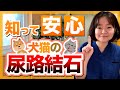 【犬猫の結石】原因と予防！治療中のフードについて獣医さんが解説！！