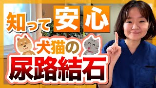 【犬猫の結石】原因と予防！治療中のフードについて獣医さんが解説！！