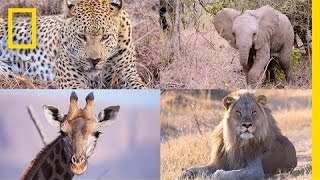 Incredible Safari Hyperlapse: See Elephants, Lions, and More Up Close | Short Film Showcase