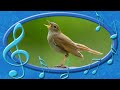 Thrush Nightingale Luscinia Luscinia Voices Of The Birds Rare Sounds Of Birds