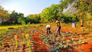 Daily life: Goat problem, tomato sun-drying update, rural Zimbabwe