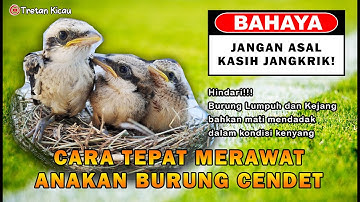 Cara merawat anakan cendet agar tidak gampang mati! | JANGAN ASAL JANGKRIK !