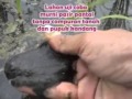 VIDEO UJI KUALITAS PUPUK ORGANIK NASA DI LAHAN EXTREEM 