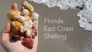 Florida East Coast Shelling. Let's find coral, seaglass, and lots of seashells!