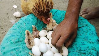 মুরগির বাচ্চা ফুটা শুরু হইছে । Limon Hasan