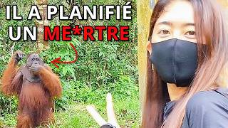 L'Intelligence Terrifiante Des Orang Outans