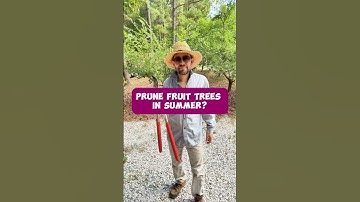 Prune Your Fruit Trees in Summer #shorts #fruittrees #fruit #orchard #pruning #gardening #plums
