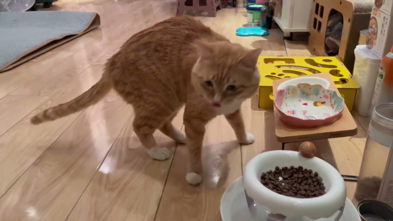 發現被跟拍就去喝水的貓