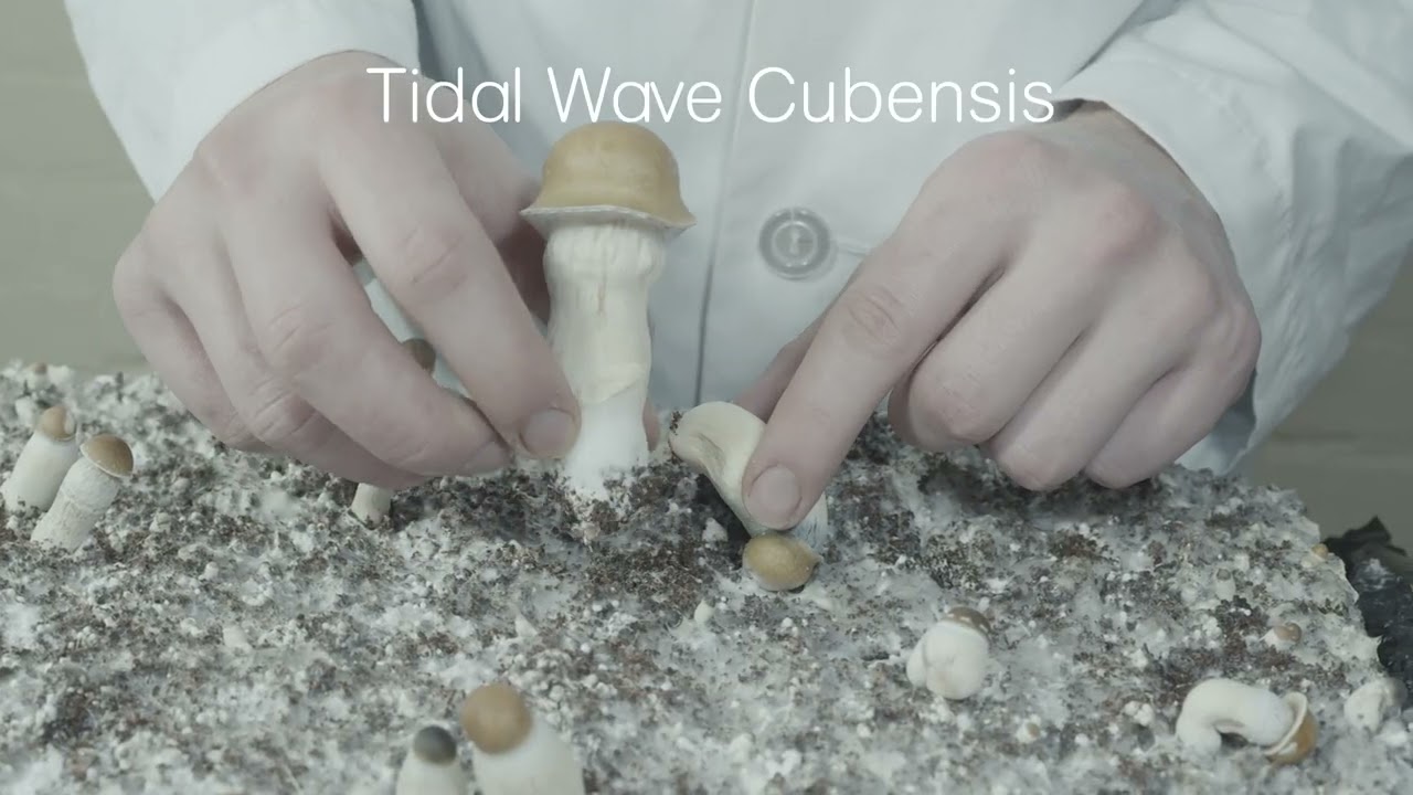 Tidal Wave Mushrooms | The Best New Cubensis Strain? | Strain Overview Ep. 1