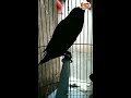 Lovebird Hitam Polos
