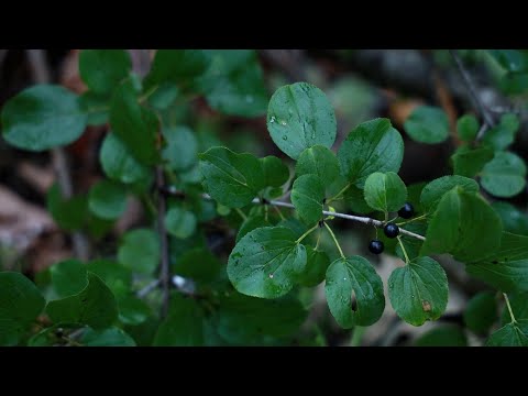 Video: Breakable Buckthorn Wood