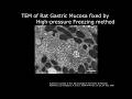 [Life] TEM of Rat Gastric Mucosa fixed by High-pressure Freezing method