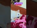 Is my luck luck bad 🥺😭 #comedy #funny #maa #youtubeshorts #trending #dog #pomeranian #funnyreel