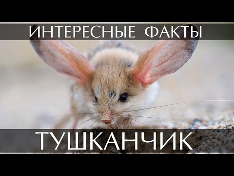 Тушканчик интересные факты