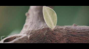 Last Train To Mars - David Lebowitz | Music Video