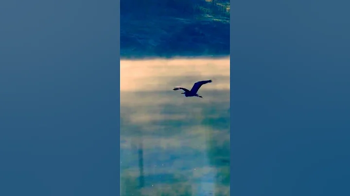 "Aquatic Birds: Flying Freestyle". - DayDayNews
