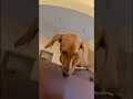 today is a good day #dog #dachshund #pets #tamil #funny #dachshund
