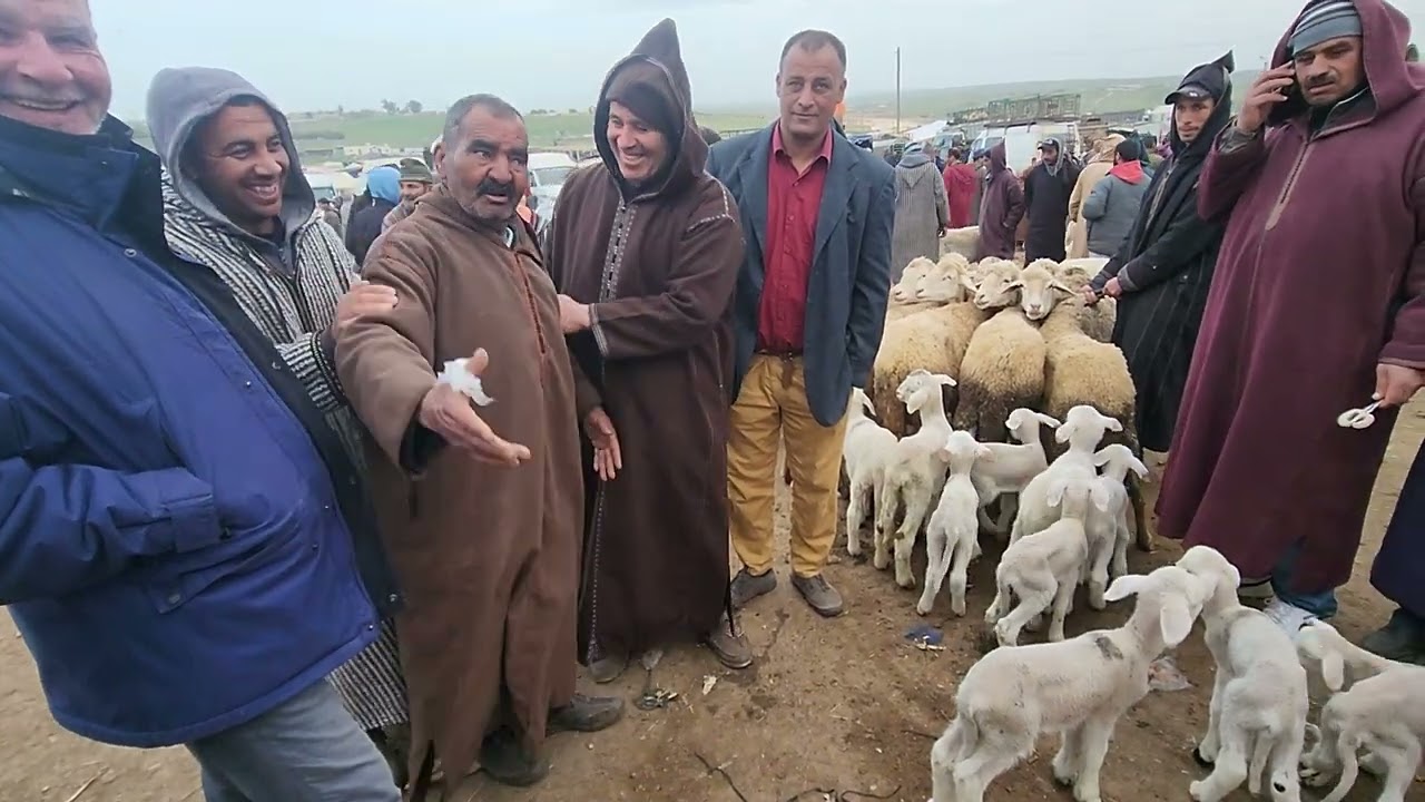 خيرات موجودة في سوق تلات لولاد فيني نقدم لكم أتمنة نعجة الولداة وضارة