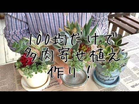 100均diy ダイソー購入品だけでリメイク鉢多肉植物寄せ植え作ってみた 2 Youtube