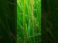 #srilanka #paddy #field #latest #problem #identity
