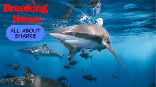 All About Sharks for Kids I Ocean Animals