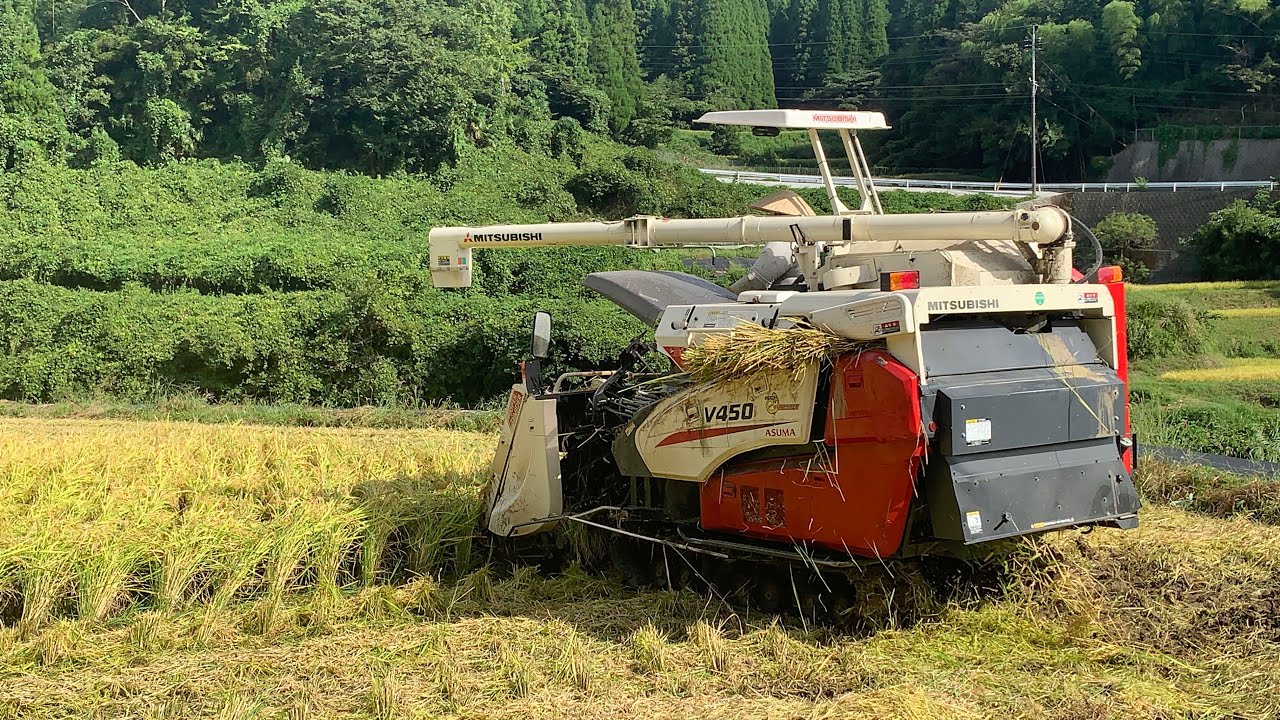 稲刈🌾 ️#稲刈 #ひとめぼれ - YouTube