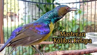 kolibri kelapa | wiceh | manggar | pancingan burung bahan dengan suara korlap metalik gacor