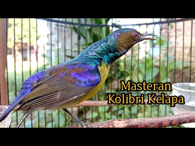 kolibri kelapa | wiceh | manggar | pancingan burung bahan dengan suara korlap metalik gacor class=