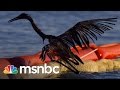 BP Oil Spill 5 Years Later: Wildlife Still Suffering | msnbc