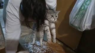 How to clean cat!  Как почистить кота!