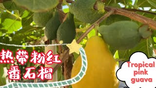 热带粉红番石榴/芭乐，釆摘品尝，好吃吗？Tropical pink guava ,picking and tasting,is it delicious 