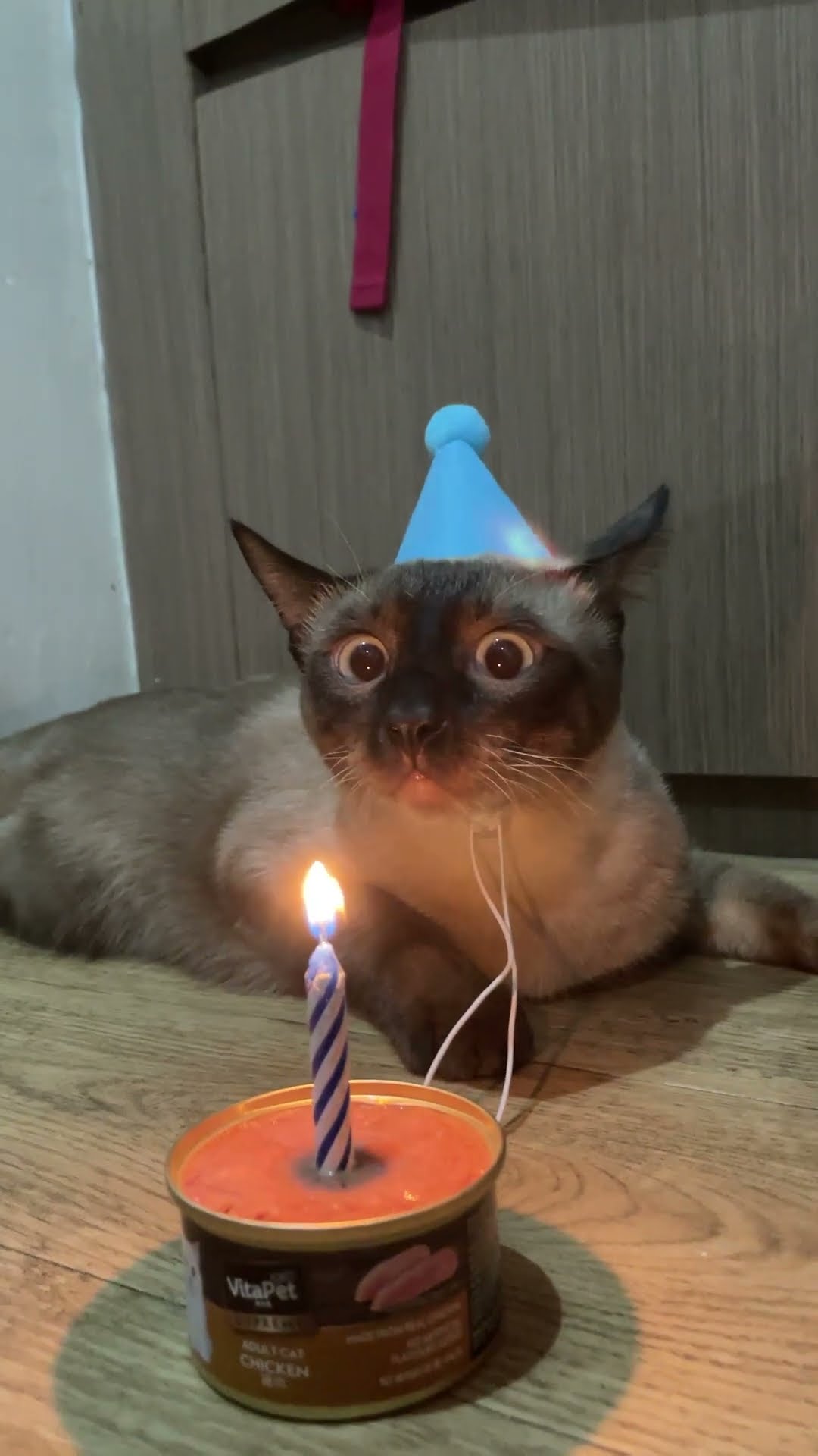 Milo the Siamese Cat's Birthday || ViralHog