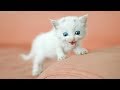 「猫かわいい」 すごくかわいい子猫 - 最も面白い猫の映画 #261