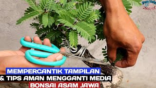 Peoses mempercantik asam jawa slama 4 bulan dan tips aman mengganti media tanam asam jawa