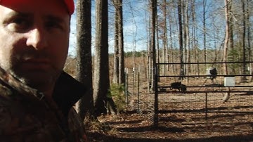 Alabama Hog Trapping - The Management Advantage