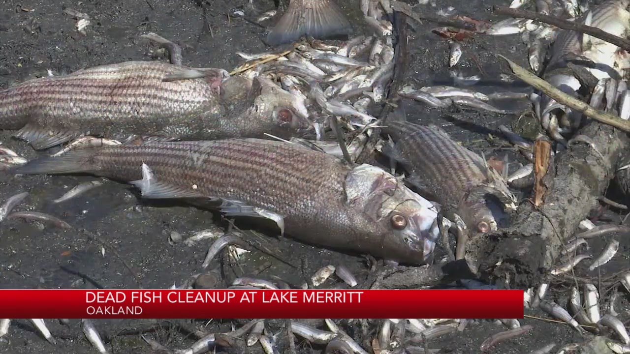 Dead fish cleanup at Lake Merritt YouTube