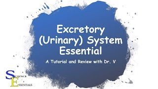 Excretory (Urinary) System Essentials | Dr. V