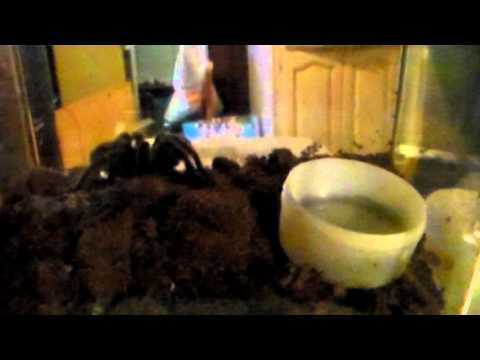 rosy blue Meet Clyde! and a bunch of new tarantulas!