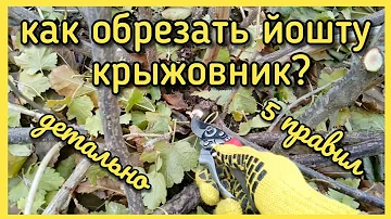 Как обрезать ЙОШТУ, КРЫЖОВНИК? 5 правил! Детально.