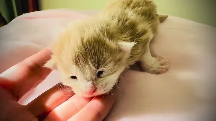 Video 7970031: mainecoons mainecoonkittens kitten, polydactyl maine coon, shaded maine coon