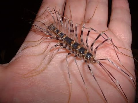 Video: Entomophobia: Ekstrem Frygt For Insekter, Hvordan Det Diagnosticeres Og Behandles