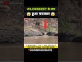 चमत्कार की खुशी Wildebeest को पड़ी महंगी 😱 । animal shorts । #shorts #ytshorts