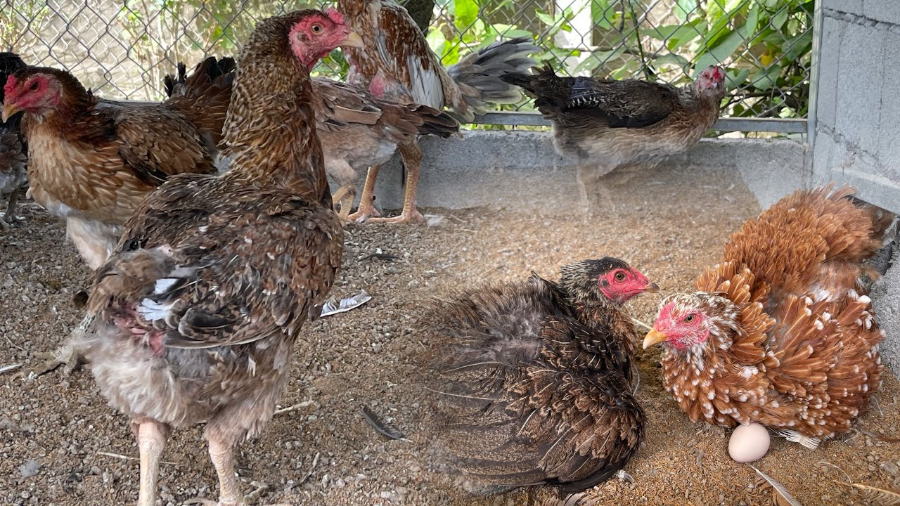 The Daily Life of a Chicken Farmer🐥🐓