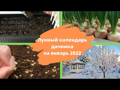 ЛУННЫЙ КАЛЕНДАРЬ садовода
